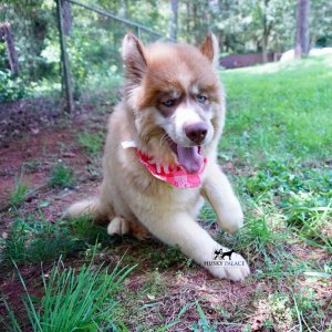 AKC Siberian Husky