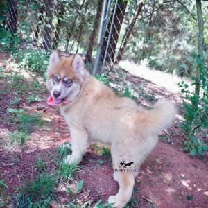 AKC Siberian Husky