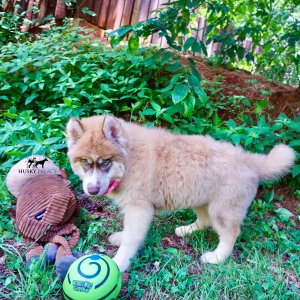 AKC Siberian Husky