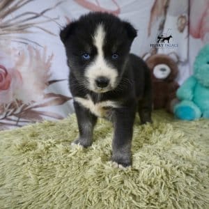Black Husky Puppy