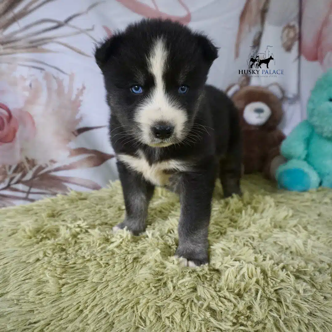 Black Husky Puppy