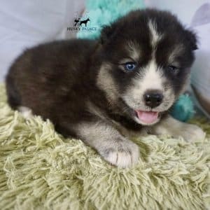 Black/white Husky