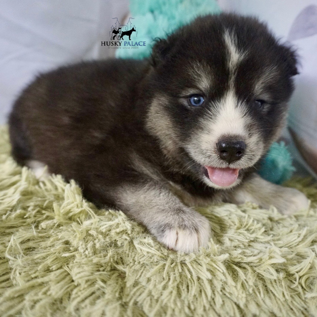Black/white Husky