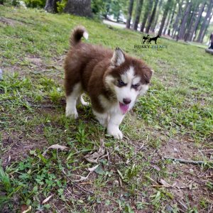 Blue Eye Husky