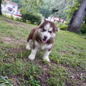 Blue Eye Husky