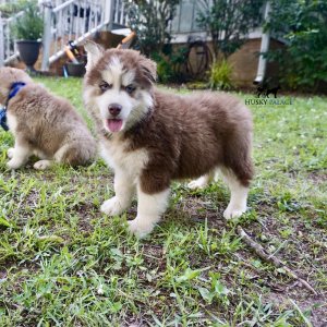 Blue Eye Husky