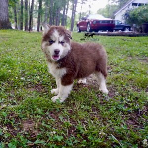 Blue Eye Husky