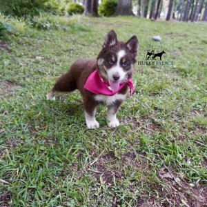 Blue Eyes Huskies