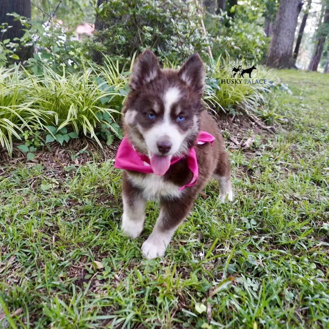 Blue Eyes Huskies