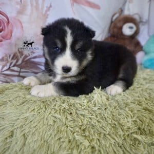 Brown Eyed Husky