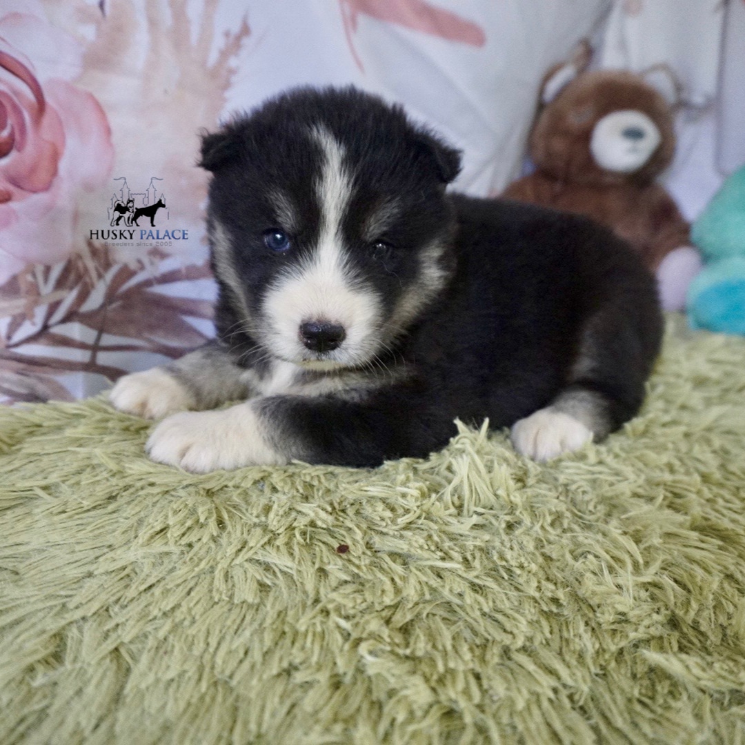 Brown Eyed Husky
