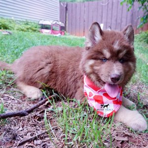 Champion Bloodline