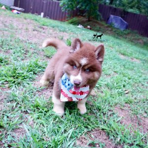 Champion Siberian Huskies