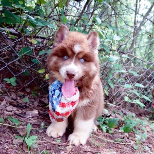 Champion Siberian Huskies