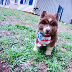 Champion Siberian Huskies
