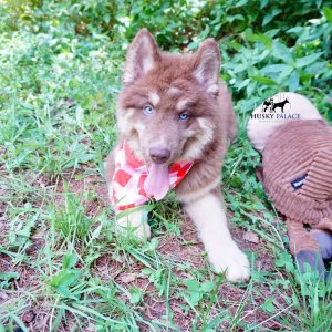 Champion Siberian Husky