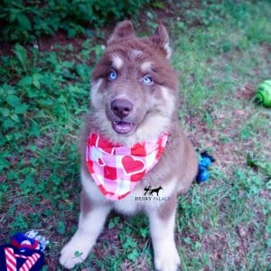 Champion Siberian Husky