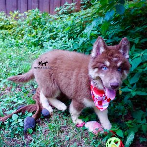 Champion Siberian Husky