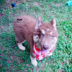 Champion Siberian Husky