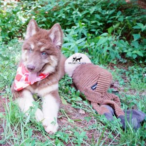 Champion Siberian Husky