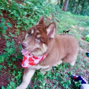 Champion Siberian Husky