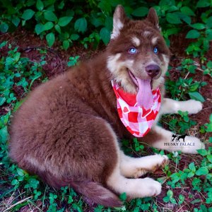 Champion Siberian Husky