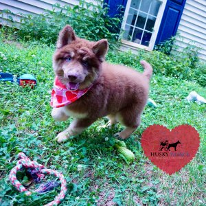 Champion Siberian Husky