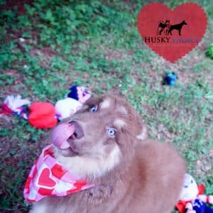Champion Siberian Husky