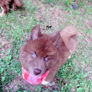 Copper Siberian Husky