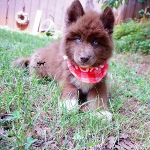 Copper Siberian Husky