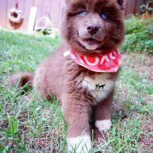 Copper Siberian Husky