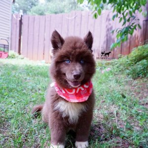 Copper Siberian Husky