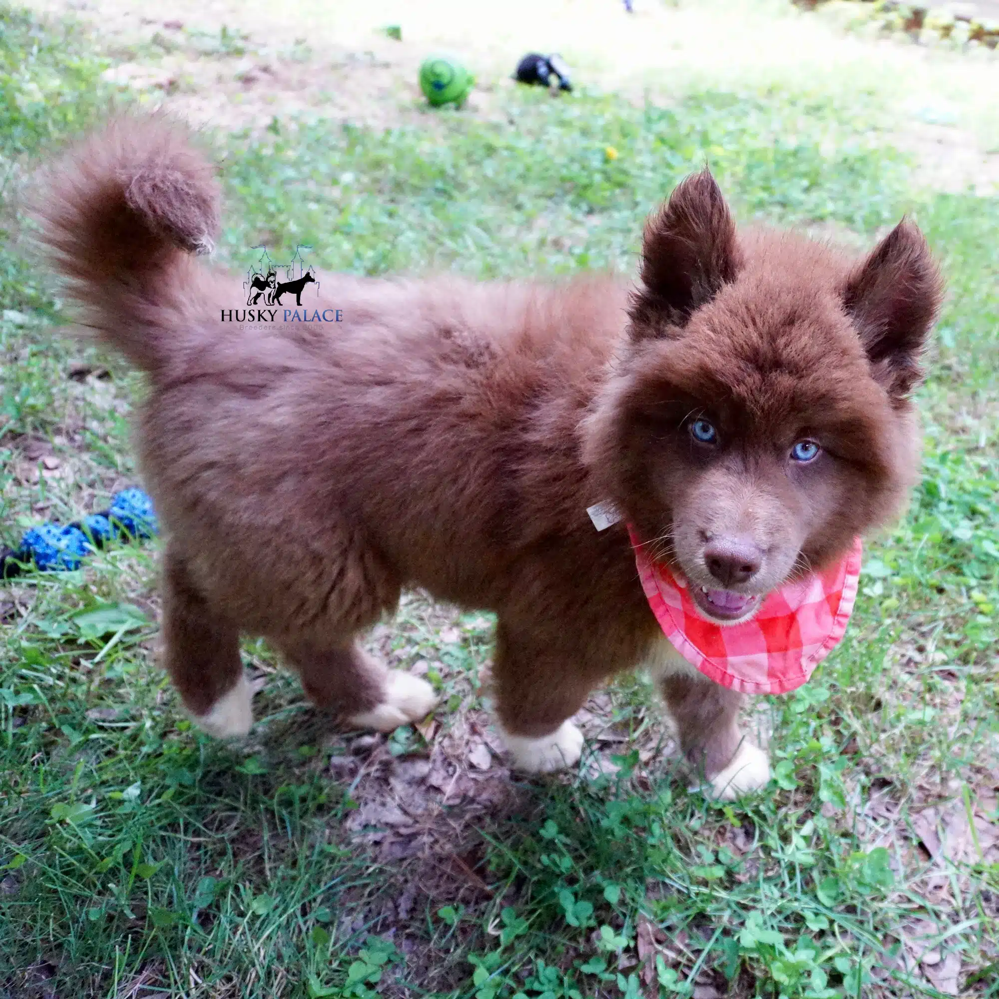 Copper Siberian Husky