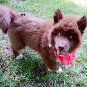 Copper Siberian Husky