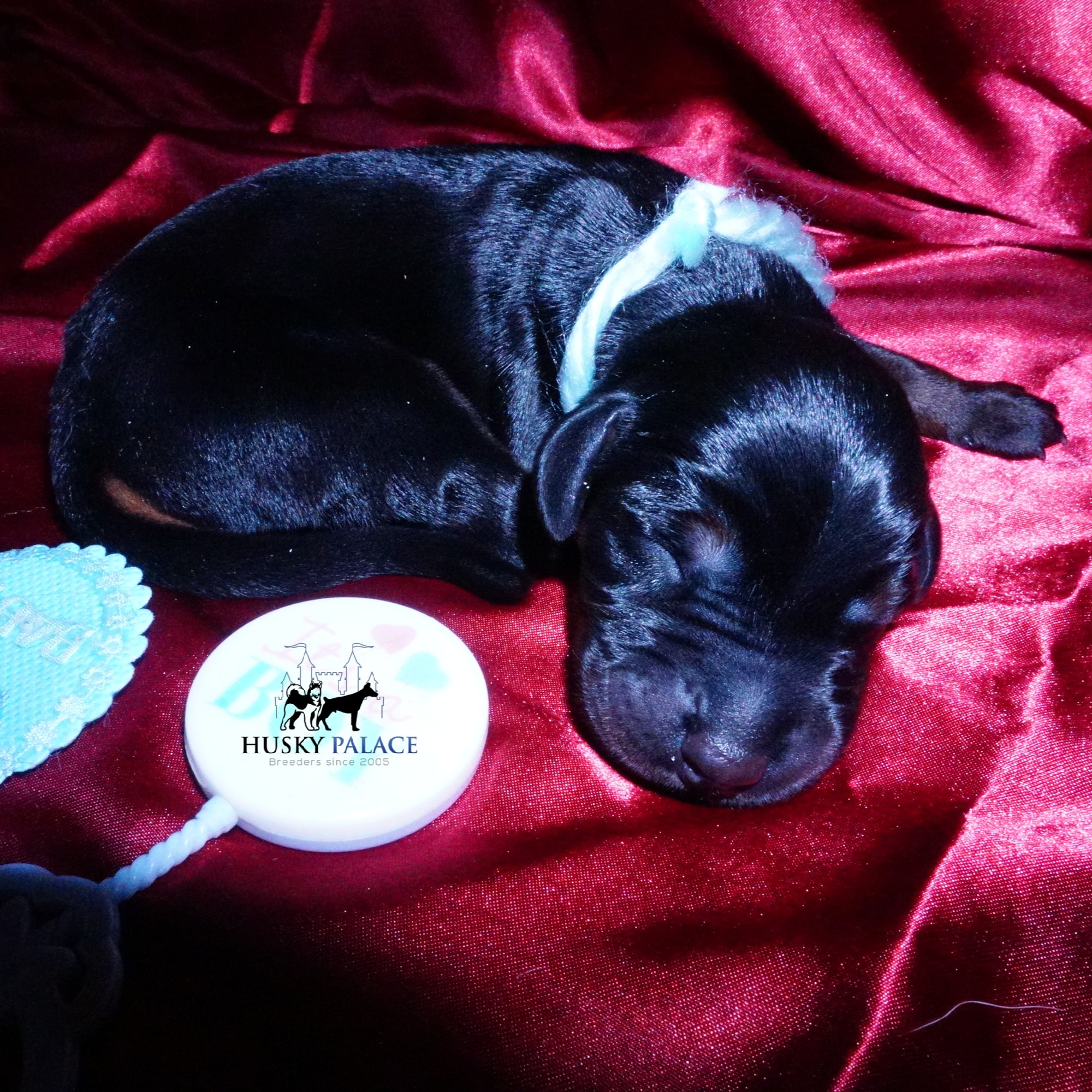 Doberman Pinscher Puppies for Sale