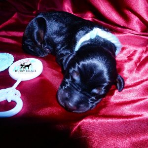 Doberman Pinscher Puppies for Sale