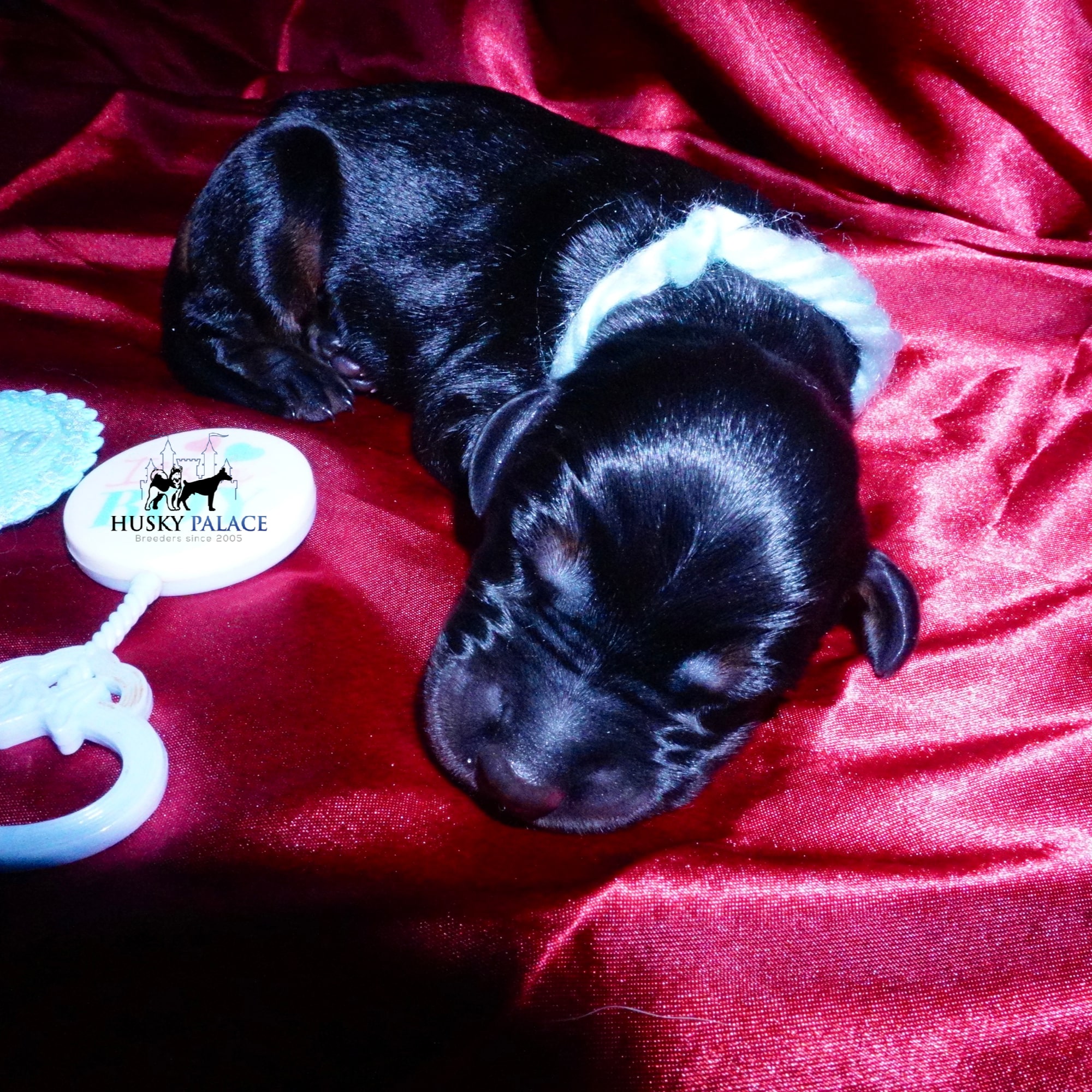 Doberman Pinscher Puppies for Sale