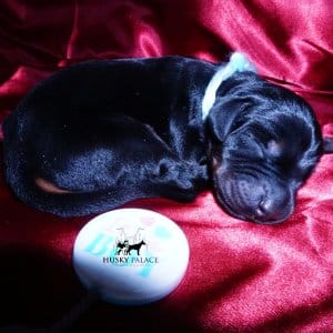 Doberman Pinscher Puppies for Sale