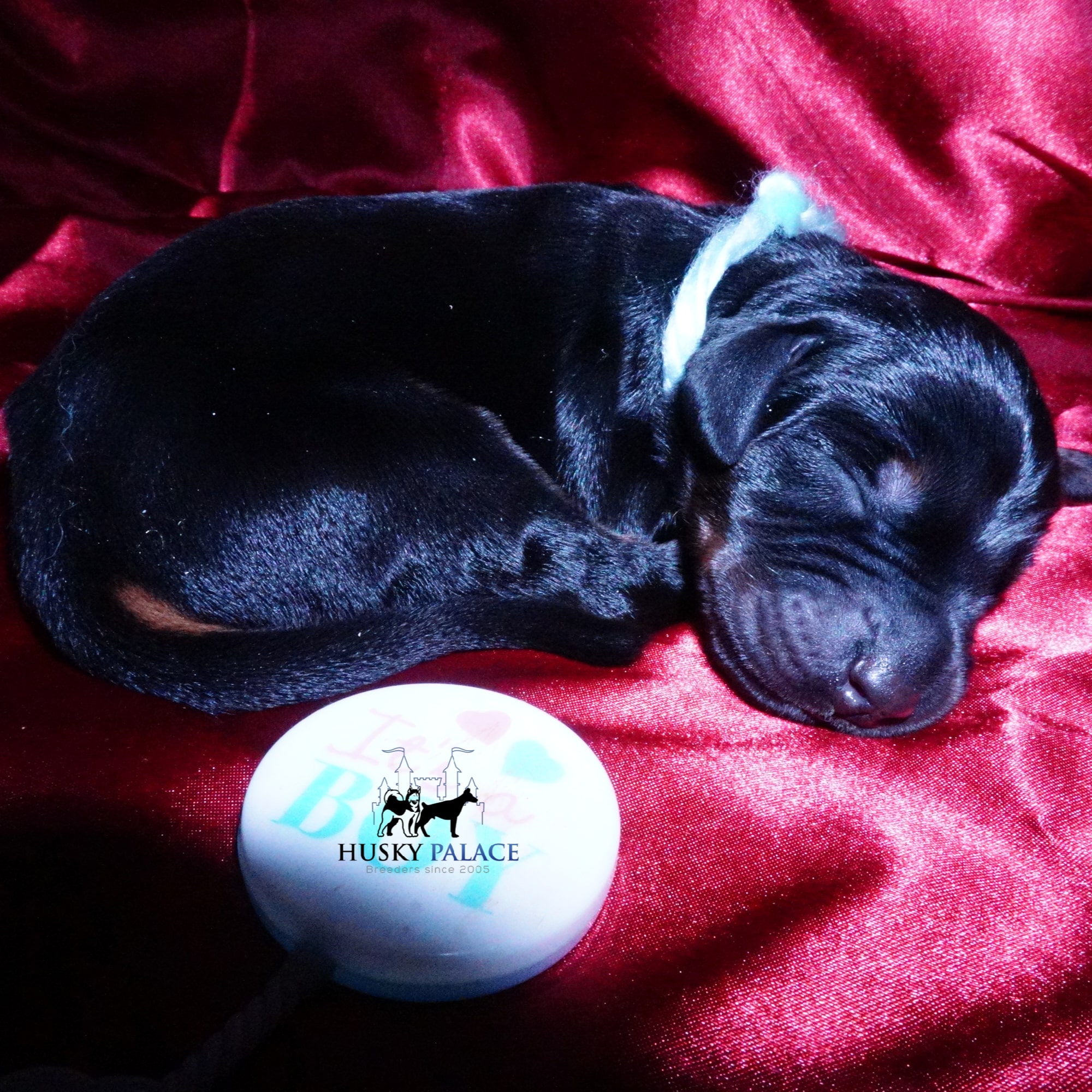 Doberman Pinscher Puppies for Sale