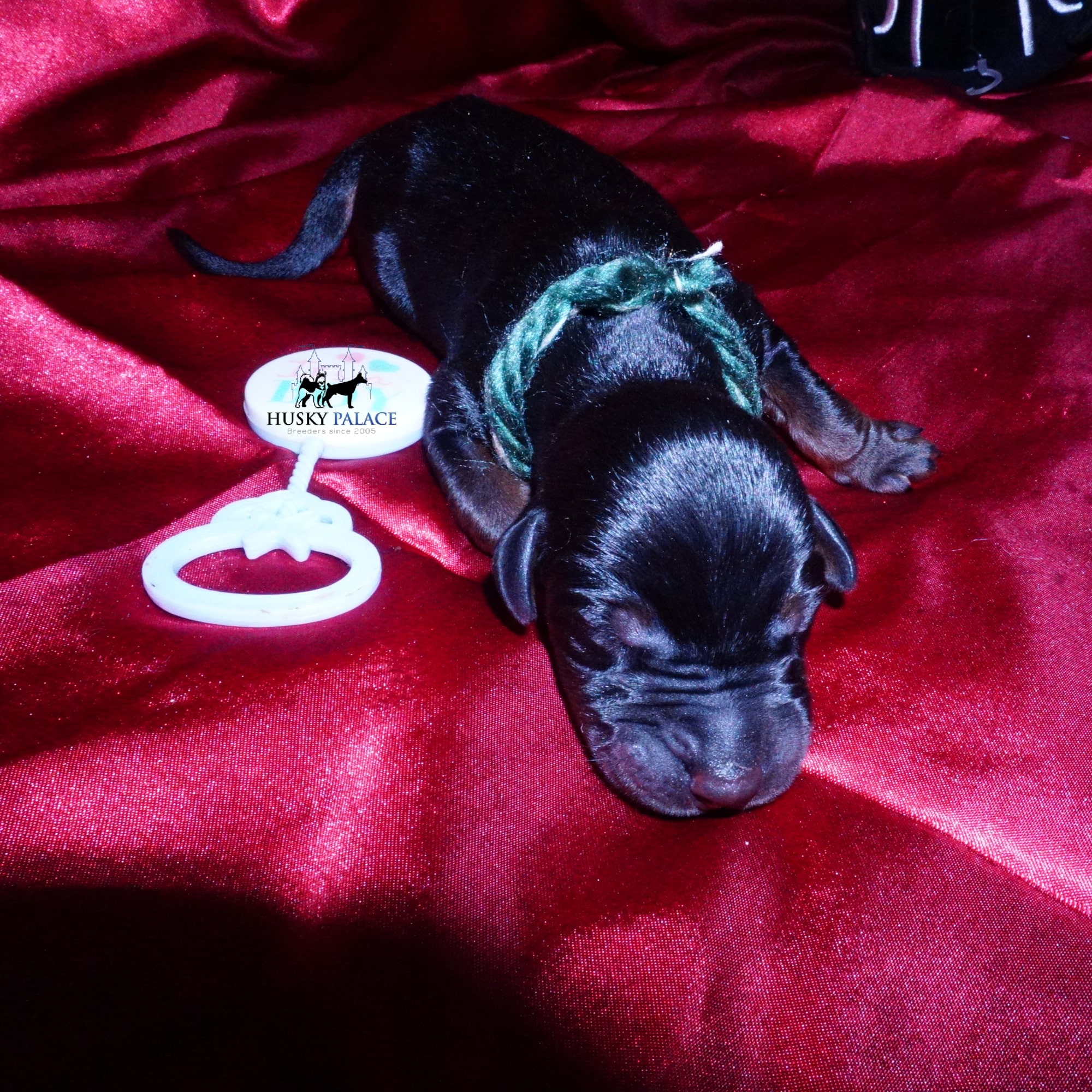 Doberman Pinscher Puppies for Sale