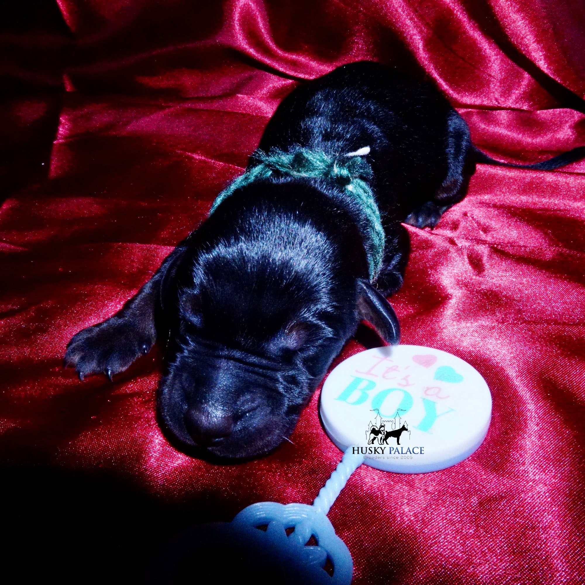 Doberman Pinscher Puppies for Sale