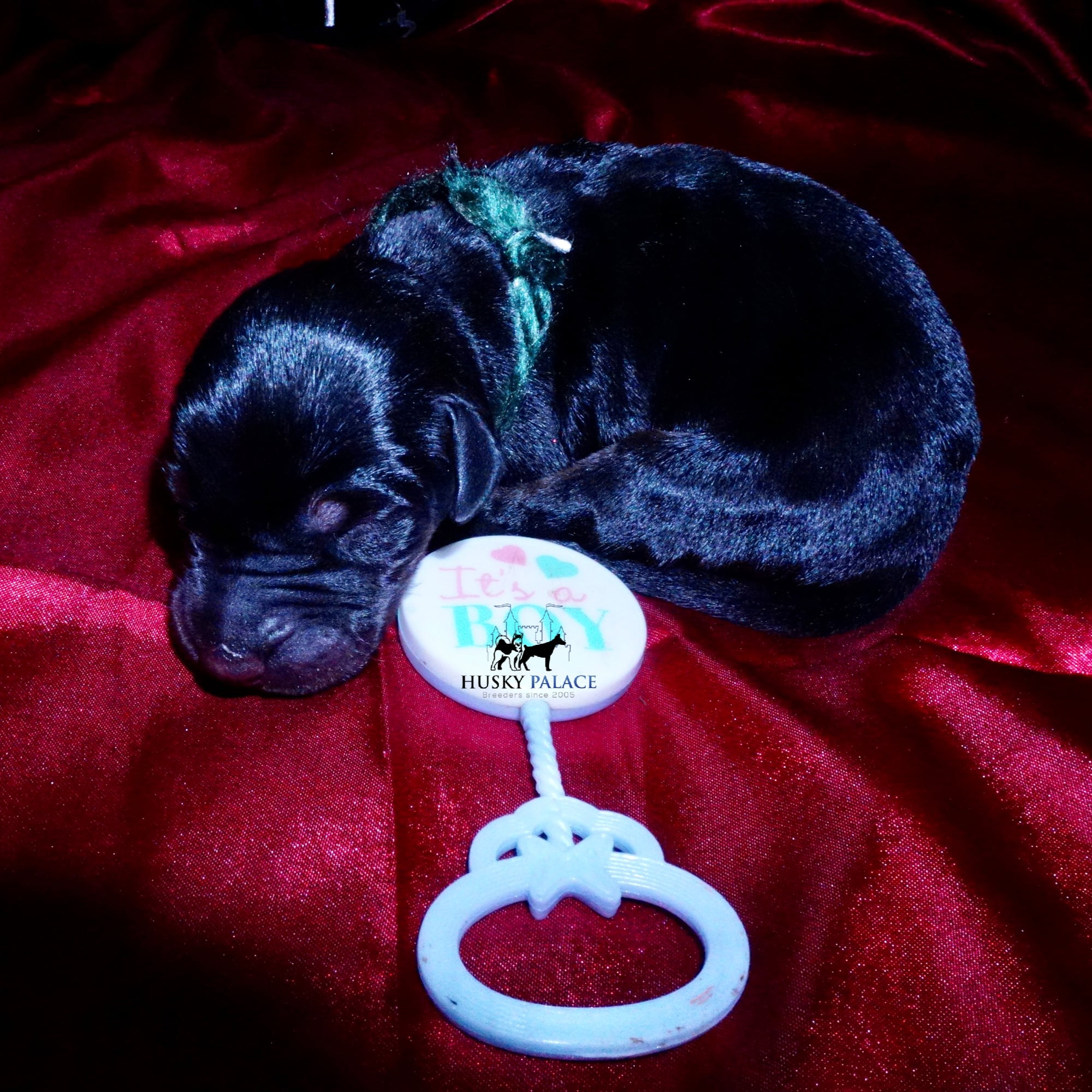 Doberman Pinscher Puppies for Sale