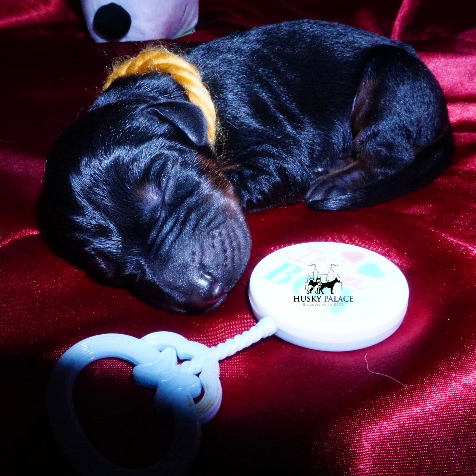 Doberman Pinscher Puppies for Sale