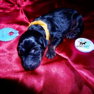 Doberman Pinscher Puppies for Sale