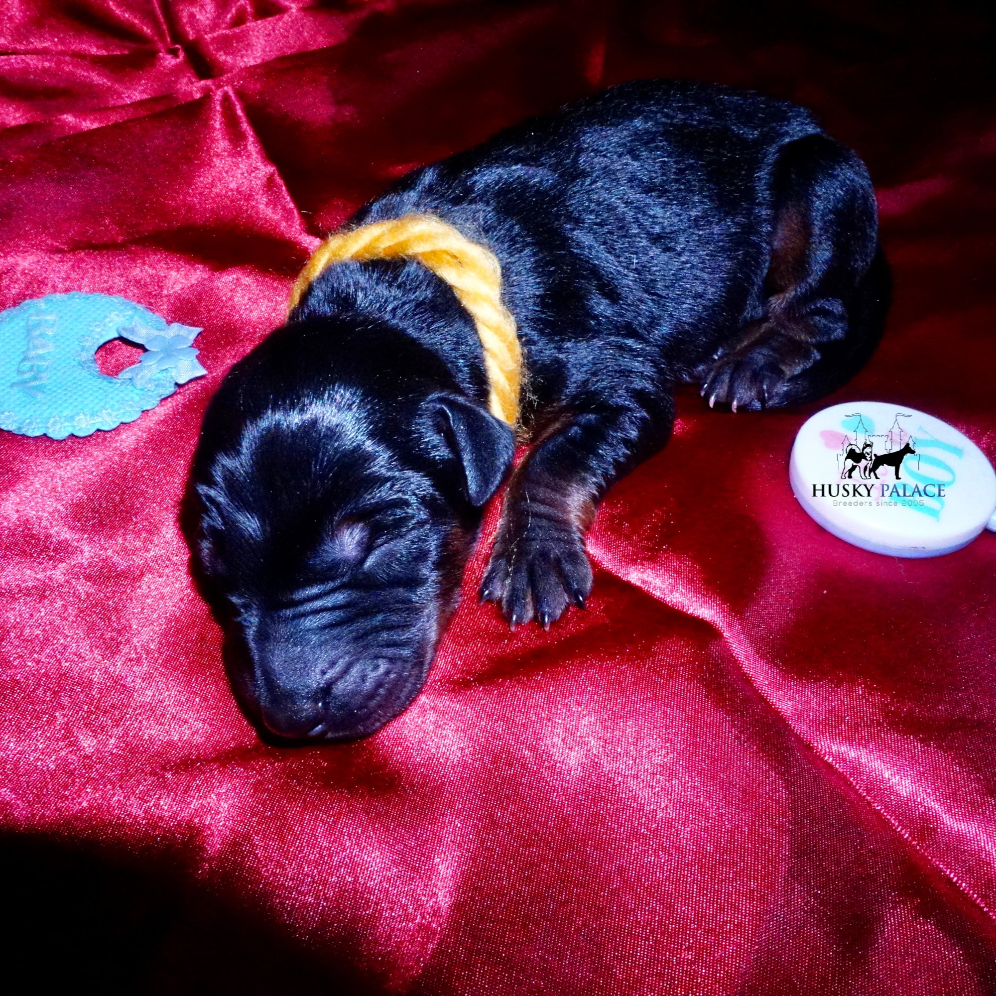 Doberman Pinscher Puppies for Sale