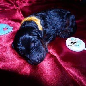 Doberman Pinscher Puppies for Sale