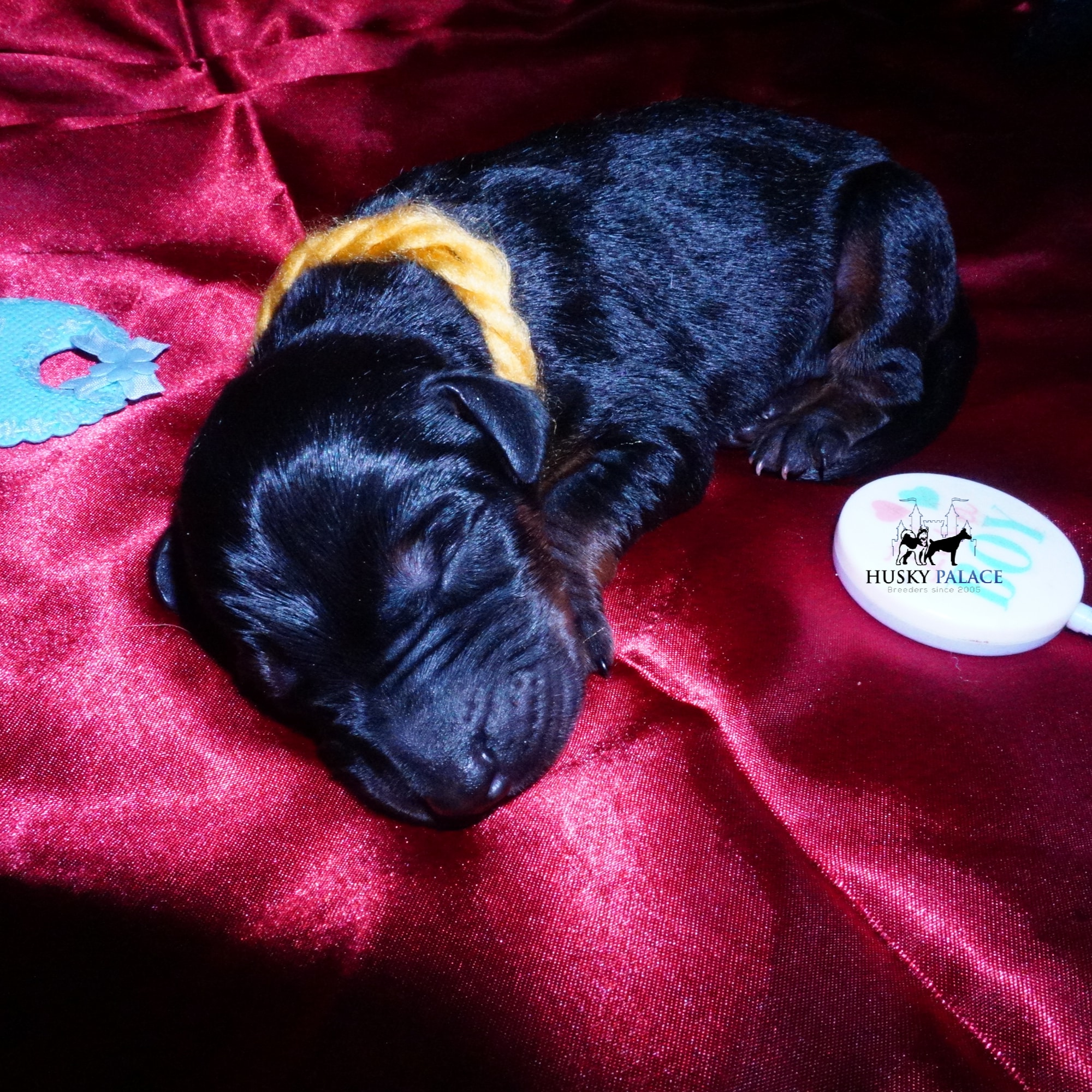 Doberman Pinscher Puppies for Sale
