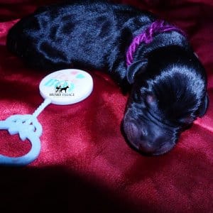 Doberman Pinscher Puppies for Sale