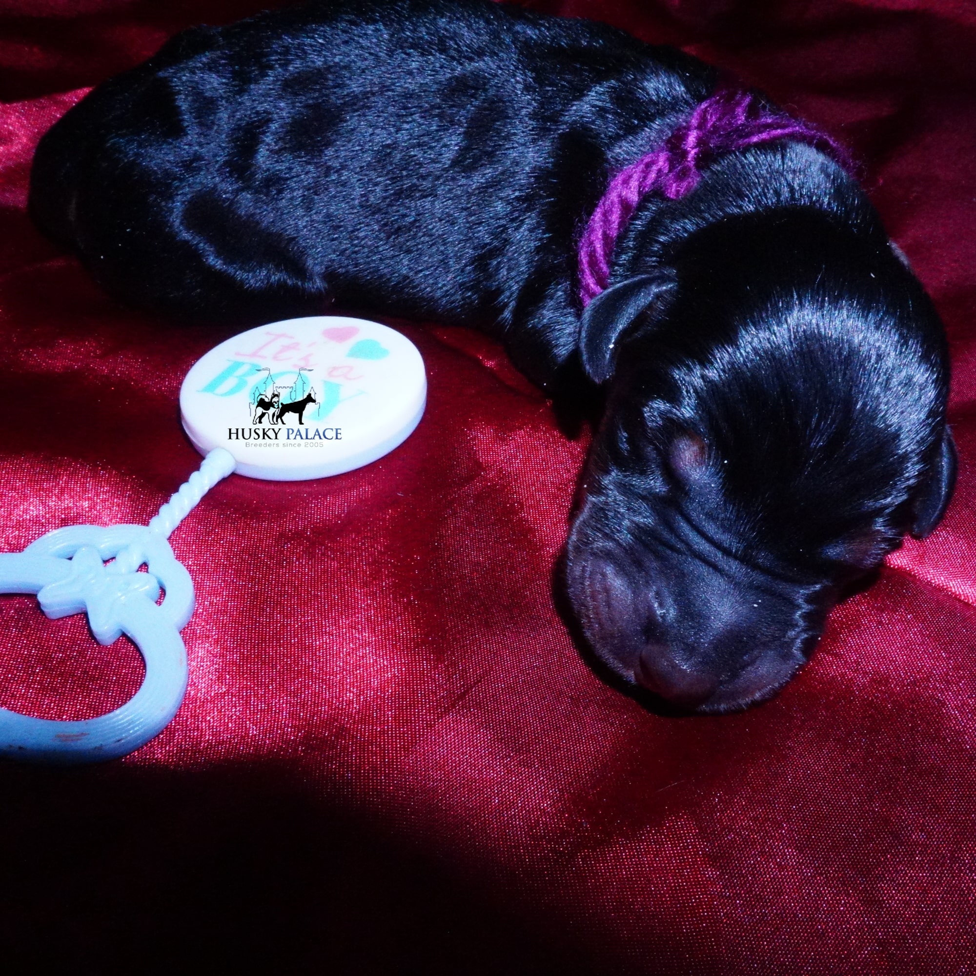 Doberman Pinscher Puppies for Sale
