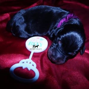 Doberman Pinscher Puppies for Sale